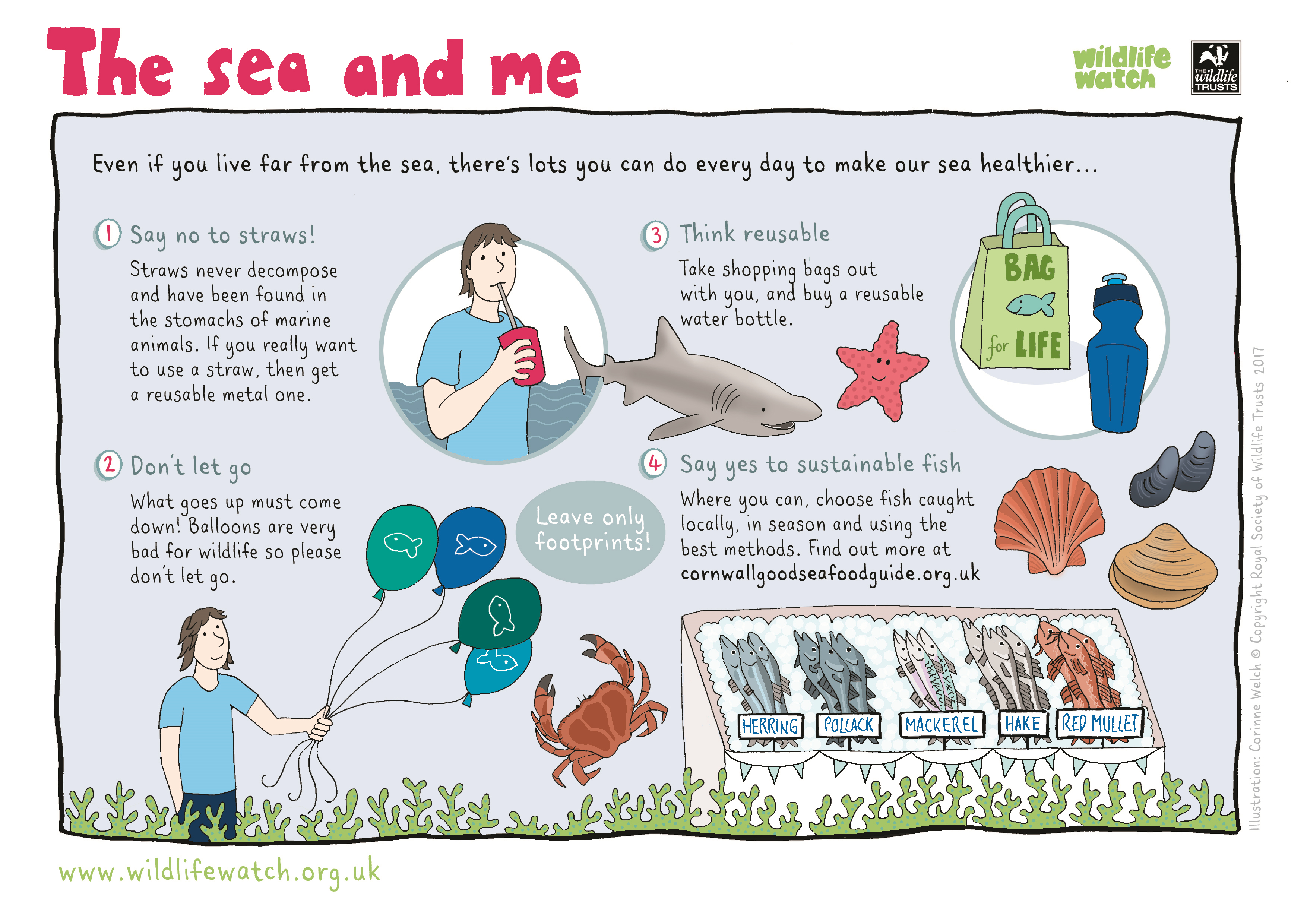 Activity Roll - Protect Our Marine Life
